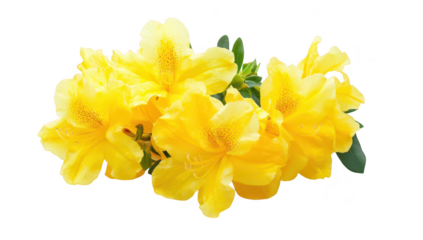 A cluster of yellow azalea flowers arranged elegantly against a clean white background. their delicate petals and lush green leaves. ideal for floral-themed designs or nature-focused projects