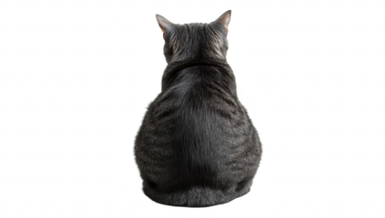 A gray cat sitting calmly with its back turned. its sleek fur and round body. against a clean white background. ideal for pet-related content or cat lovers