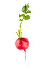 Fresh small red radish on white background