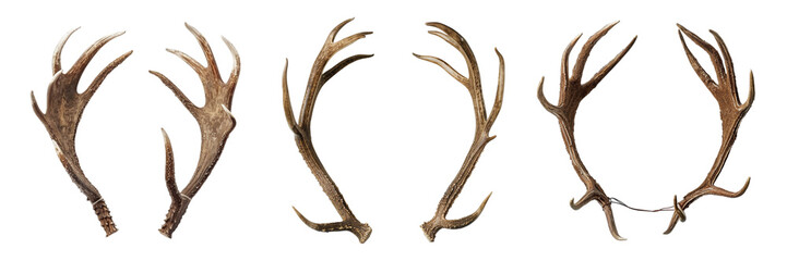 Obraz premium Detailed close up of sets of deer antlers on transparent background Generative AI