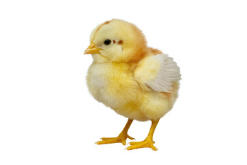 Obraz premium A fluffy yellow chick stands on a transparent background, showcasing its adorable features. background removed