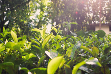 Small Green Plants Thriving Beautifully in the Moist and Refreshing Conditions of the Rainy Season. Tiny Rain-Loving Plants Growing Vibrantly in Damp Soil During the Monsoon Months.