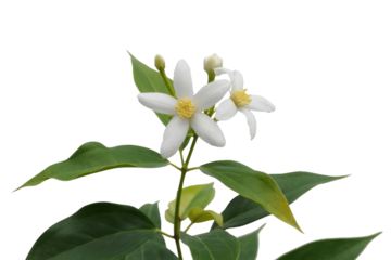 Close-up of Murraya paniculata blossoms, showcasing delicate white petals and vibrant yellow stamens against a green backdrop. background removed