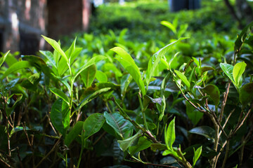 Tea leaves in closeup photo. Fresh Green tea tree leaves in eco herbal farm. Tree tea plantations in morning sunlight. Drinking organic tea relax heath plant. Green tea trees with two leaves and a bud