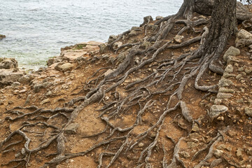 Exposed tree roots spreading across dry soil and rocks near the sea shore in Bandol France