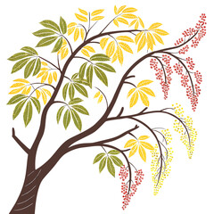 golden rain tree on white background 