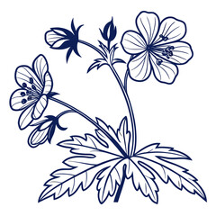 geranium pratense on white background 