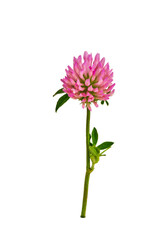 Closeup blooming of pink clover flower isolated on white background with clipping path. Element for your design.