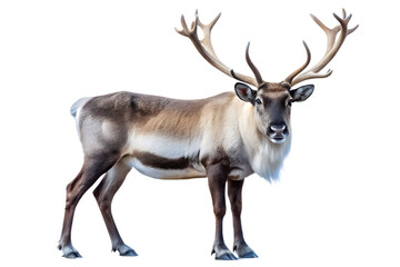 Majestic Reindeer Standing Tall with Impressive Antlers on Transparent Background majestic