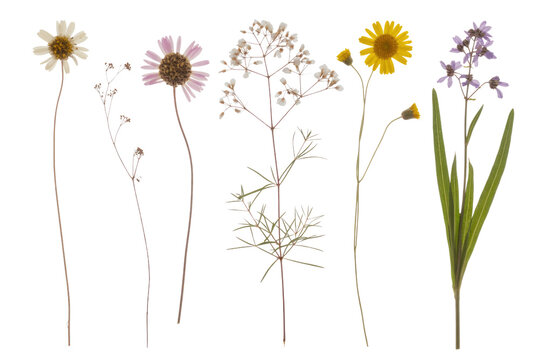 Collection of six pressed wildflowers with varying colors and shapes against a transparent background. background removed