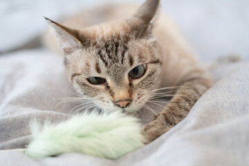 おもちゃで遊ぶ可愛い猫