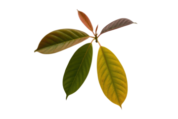 Close-up of four vibrant leaves showcasing autumnal colors against a muted green backdrop. background removed