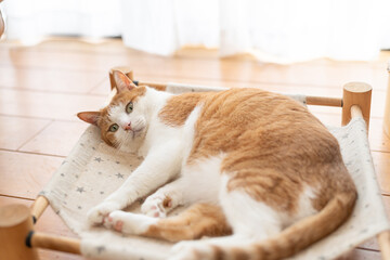 寝転んでくつろぐ猫　茶トラ白