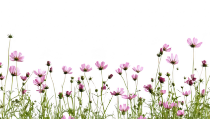 A display of pink wildflowers blooming in a field. set against a clean white background. perfect for nature-themed projects or floral designs