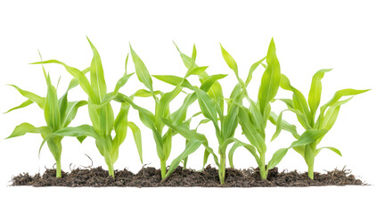 A row of young corn plants growing in rich. dark soil. symbolizing agricultural growth and sustainability. with a clean white background enhancing their freshness