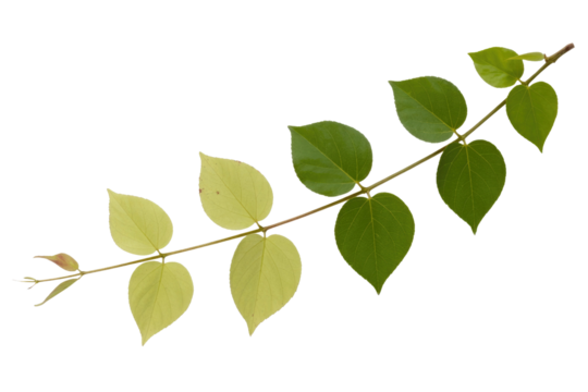 A sprig with seven leaves, some light green and others dark green, isolated on a transparent background. background removed