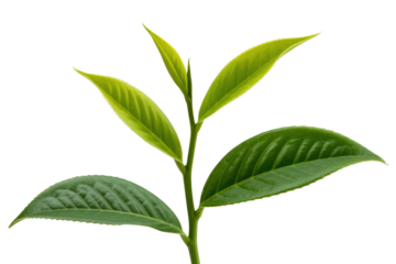 Close-up of a vibrant green tea plant shoot with multiple leaves, isolated on a background. background removed
