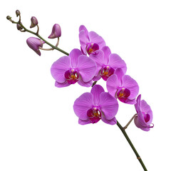 Fototapeta premium Pink Orchid Branch: Elegant Floral Arrangement