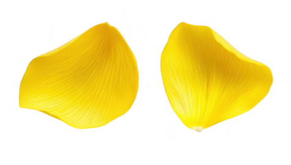 Two yellow flower petals resting on a clean white surface. their delicate texture and natural beauty. ideal for nature-themed designs or floral arrangements