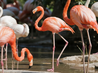 Graceful pink flamingo standing on one leg near the water, surrounded by other flamingos. Perfect for nature photography, tropical wildlife art, exotic bird collections, and wall decor.