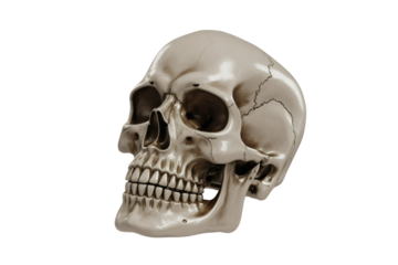 A detailed 3D rendering of a human skull, showcasing its intricate bone structure. background removed