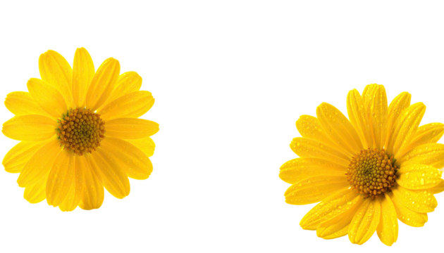 Two bright yellow flowers, close-up, isolated on black