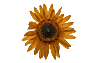 A vibrant, sunlit sunflower with golden petals against a muted transparent background. background removed