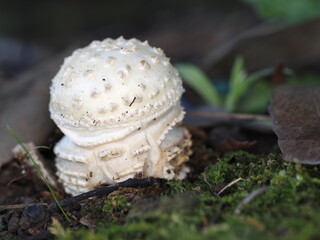 Tokyo,Japan - September 22, 2025: Panther cap or false blusher or Amanita pantherina