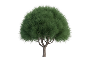 Isolated 3D render of a lush green tree with a full crown and textured trunk, perfect for design projects. background removed