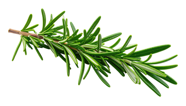 Close-up of a fresh rosemary sprig.  Bright green leaves,  thin stems.  Isolated on black