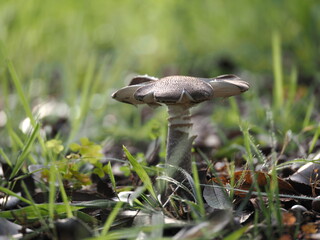 Tokyo,Japan - September 22, 2025: Closeup of Amplariella spissacea or Amanita spissacea
