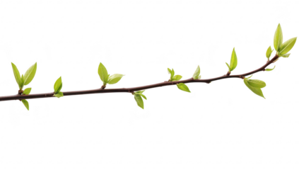 A slender branch adorned with green leaves stretches across a white background. symbolizing growth and renewal. ideal for nature-themed projects or seasonal promotions