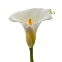 Elegant White Calla Lily Close-Up: Pure Botanical Beauty