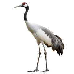 Obraz premium A graceful crane stands tall and elegant. its striking black and white plumage with a red crown. set against a clean white background. ideal for nature-themed projects