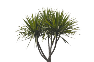 A transparent PNG image of a Dracaena marginata plant, showcasing its vibrant green leaves and multiple stems against a solid transparent background. background removed