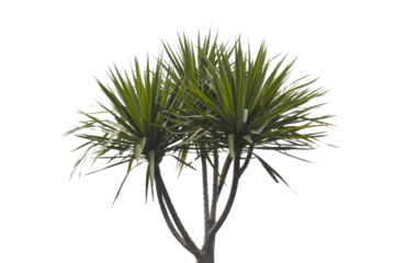 A transparent PNG image of a Dracaena marginata plant, showcasing its vibrant green leaves and multiple stems against a solid transparent background. background removed