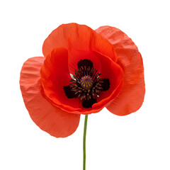 Single Red Poppy Flower