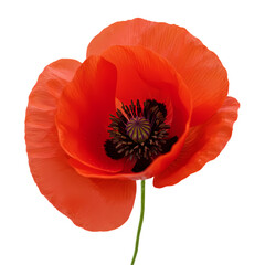 Single Red Poppy Flower on White Background