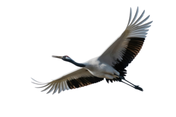 A red-crowned crane in flight, wings outstretched, showcasing its elegant plumage against a transparent background. background removed