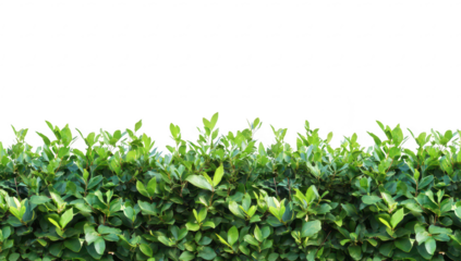 A lush green hedge with leaves against a clear white background. ideal for use in design projects. nature-themed content. or as a backdrop for various creative applications