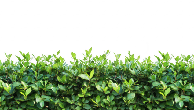 A lush green hedge with leaves against a clear white background. ideal for use in design projects. nature-themed content. or as a backdrop for various creative applications
