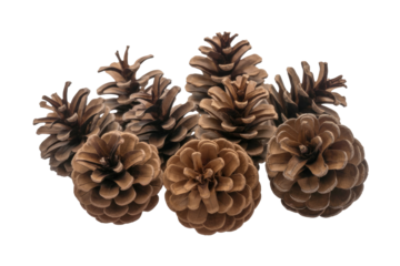 A cluster of seven brown pine cones, isolated on a transparent background. background removed