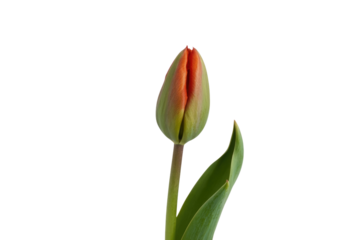 A single, unopened orange tulip with green leaves stands against a deep transparent background. background removed