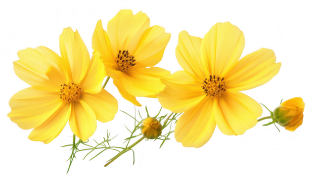 A arrangement of three bright yellow cosmos flowers with green stems and a budding flower. set against a clean white background. perfect for floral-themed designs or nature-related projects - Powered by Adobe