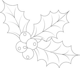 Vector art of holly leaves and berries drawing