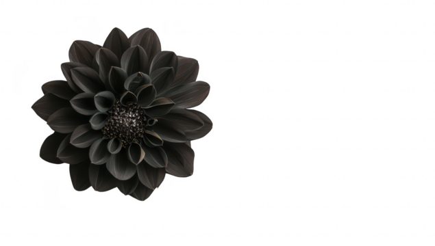 A stunning black flower with intricate petals positioned elegantly on a clean white background. creating a striking contrast that highlights its beauty. ideal for minimalist design or floral themes - Powered by Adobe