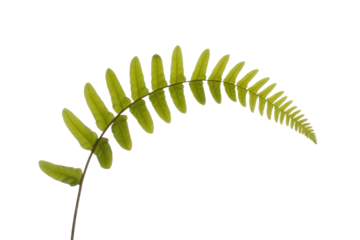 A single, delicate fern frond, vibrant green, isolated on a dark transparent background. background removed