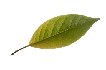 Fototapeta premium Single, green leaf with visible veins isolated on a transparent background. background removed