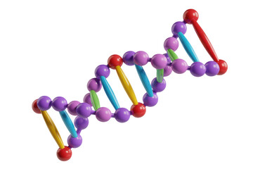 A colorful 3D model of a DNA double helix, illustrating the structure of genetic material. background removed