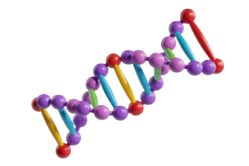 A colorful 3D model of a DNA double helix, illustrating the structure of genetic material. background removed